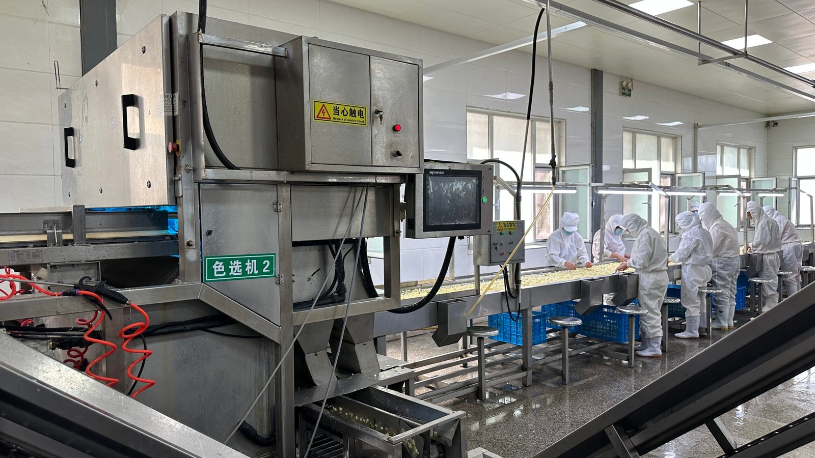 Garlic processing equipment