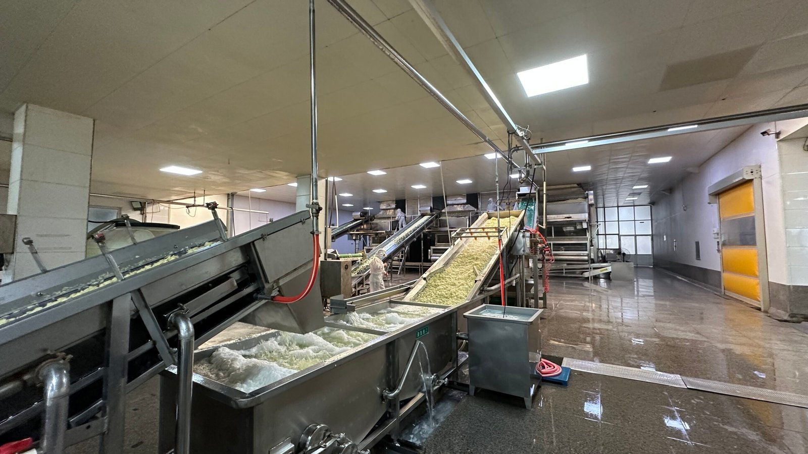 Garlic processing equipment