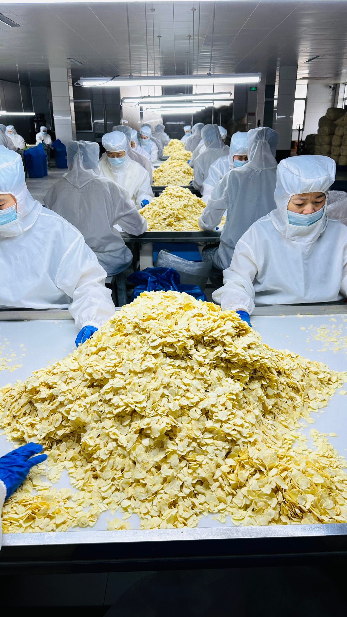 China’s 2026 Garlic Crop Expands as Global Buyers Focus More on Quality